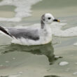 Mouette de Sabine